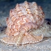 shell_li_h_0705_png2101.jpg